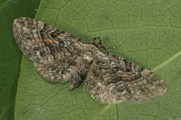 Eupithecia icterata: Bild 12