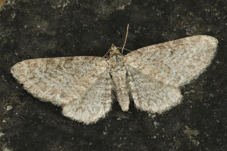 Eupithecia pernotata: Bild 14