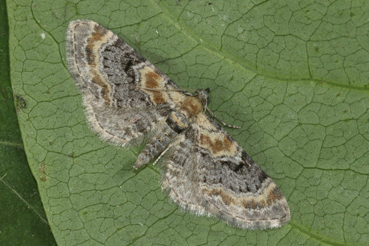 Eupithecia pyreneata: Bild 15