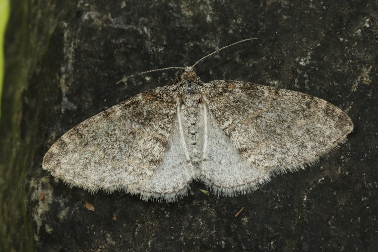 Lobophora halterata: Bild 15