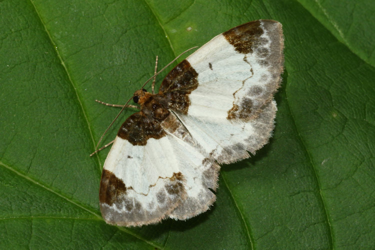 Mesoleuca albicillata: Bild 3