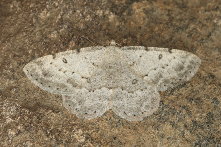 Parietaria dilucidaria: Bild 16