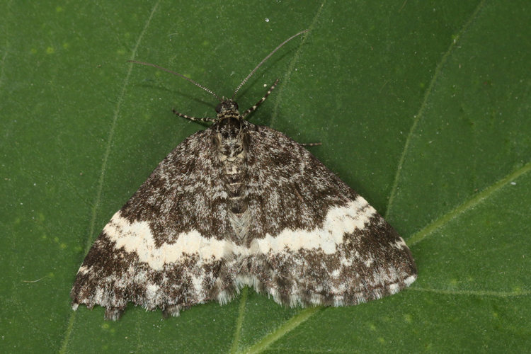 Spargania luctuata: Bild 4