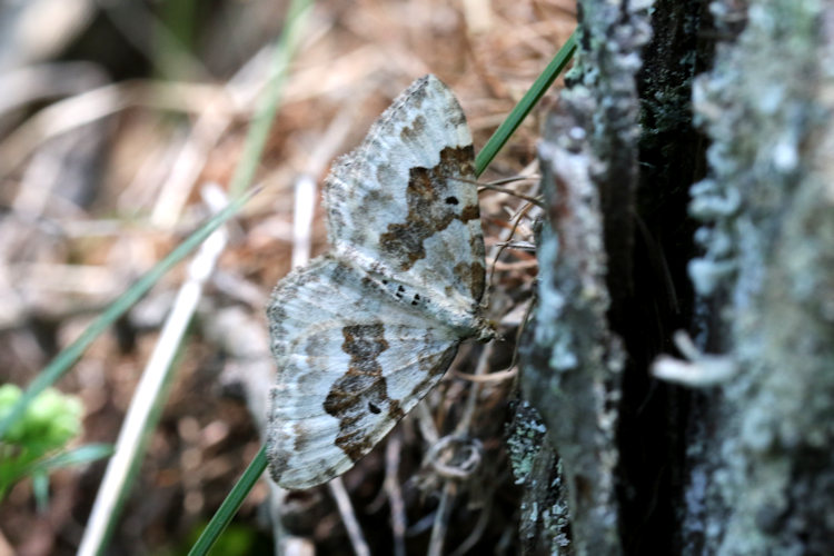 Xanthorhoe montanata: Bild 15