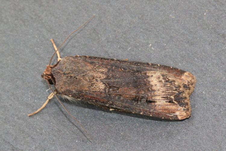 Agrotis ipsilon: Bild 13