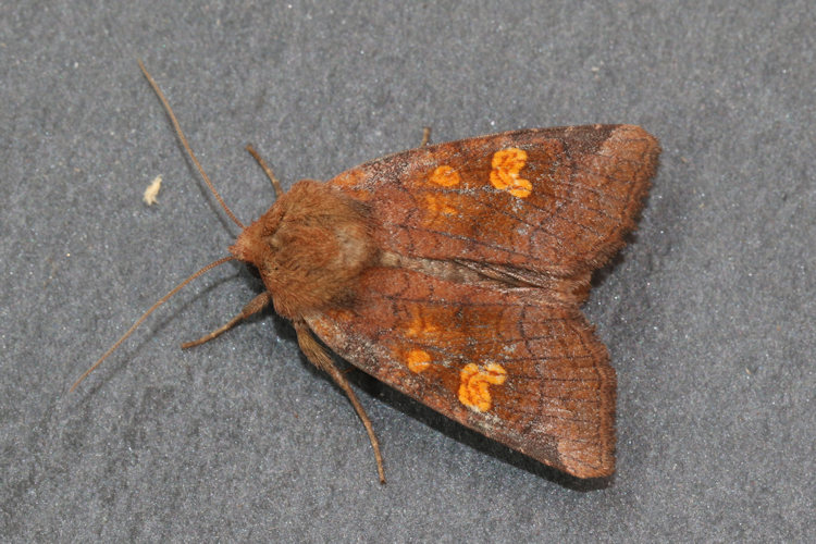 Amphipoea oculea: Bild 6