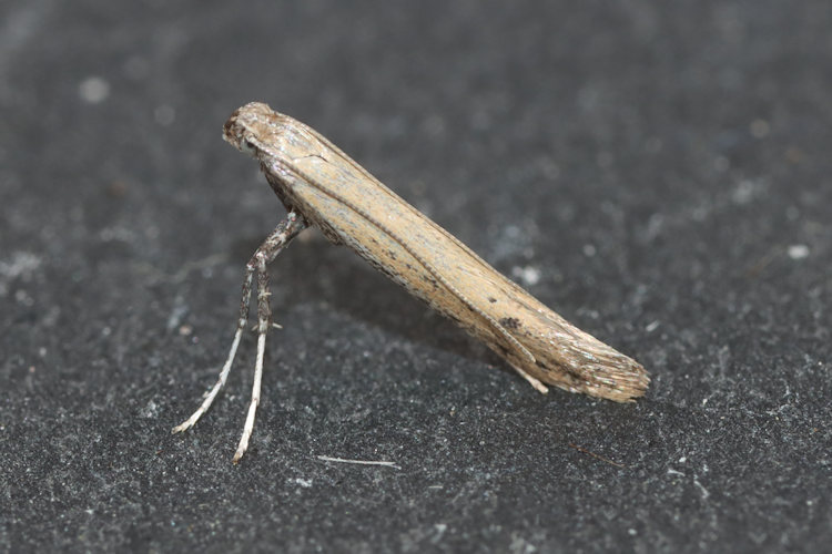 Aspilapteryx tringipennella: Bild 1