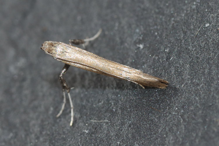 Aspilapteryx tringipennella: Bild 2