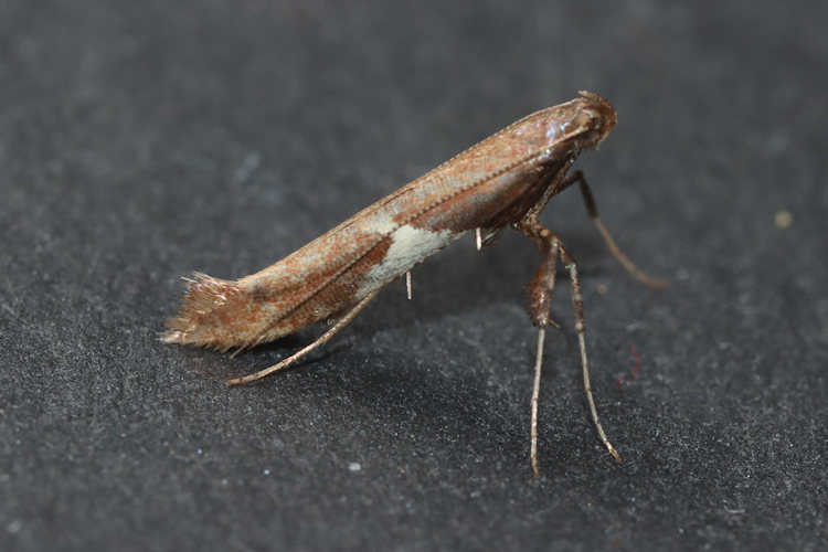 Caloptilia stigmatella: Bild 1