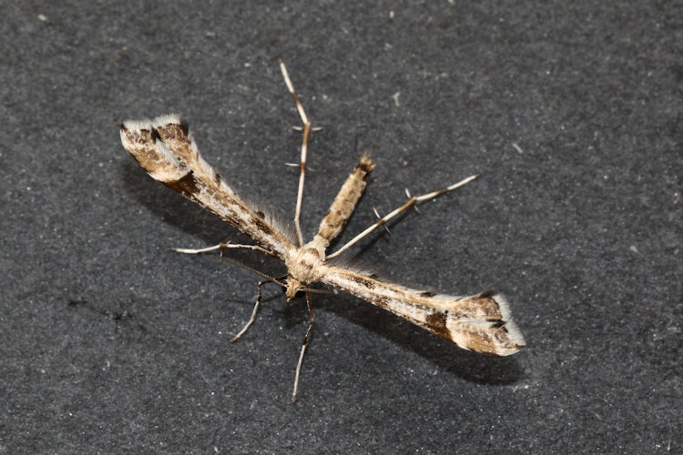 Platyptilia gonodactyla: Bild 6