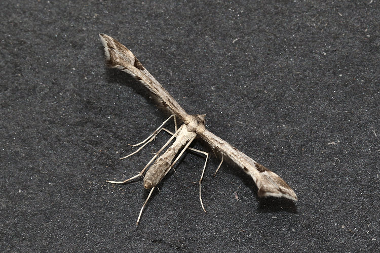 Platyptilia gonodactyla: Bild 7