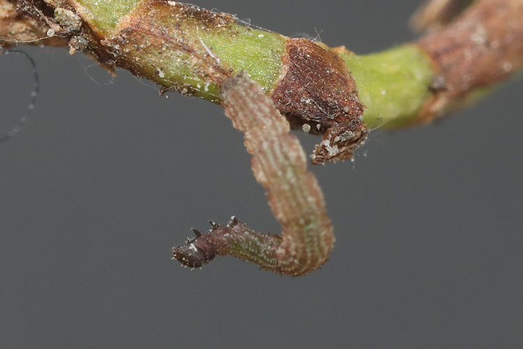 Idaea filicata: Bild 7
