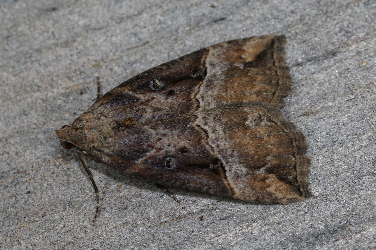 Hypena rostralis: Bild 13