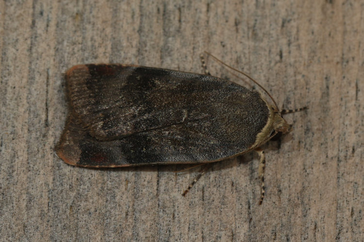 Noctua janthe: Bild 2
