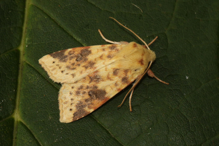 Cirrhia icteritia: Bild 8