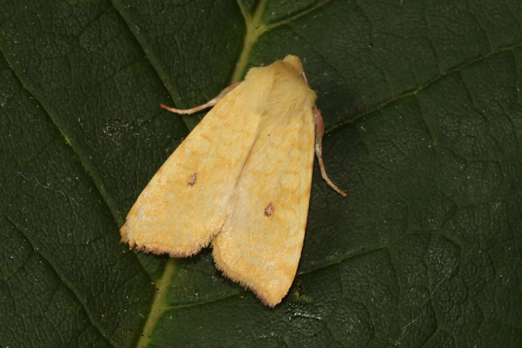Cirrhia icteritia: Bild 9