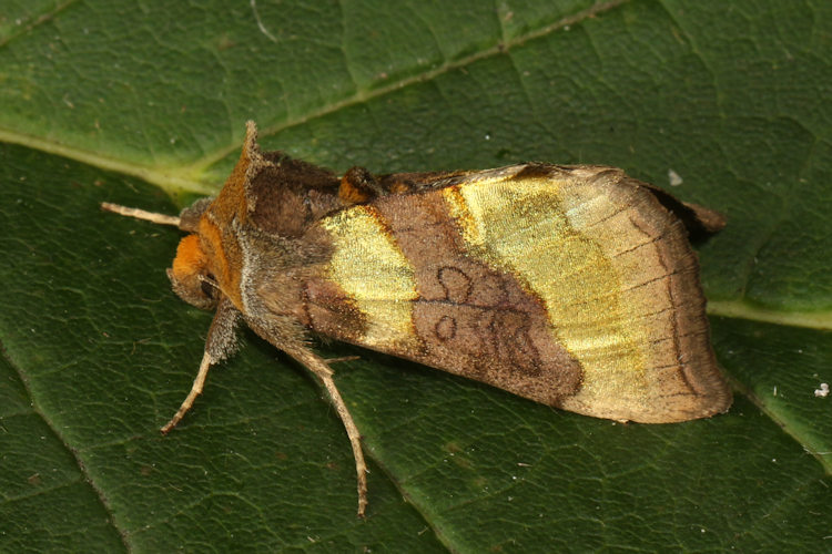Diachrysia chrysitis: Bild 12