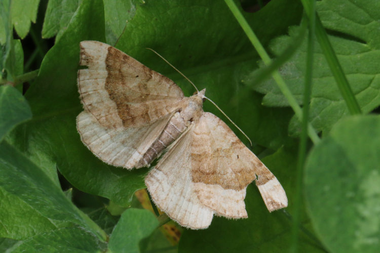 Scotopteryx chenopodiata: Bild 17