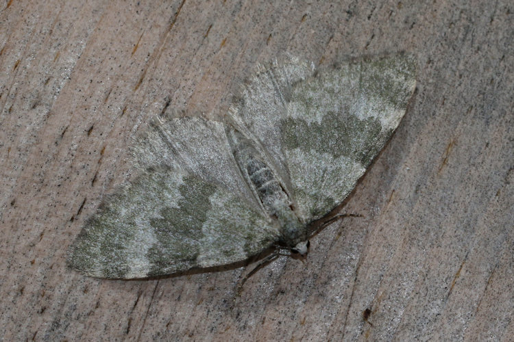 Colostygia aqueata: Bild 18