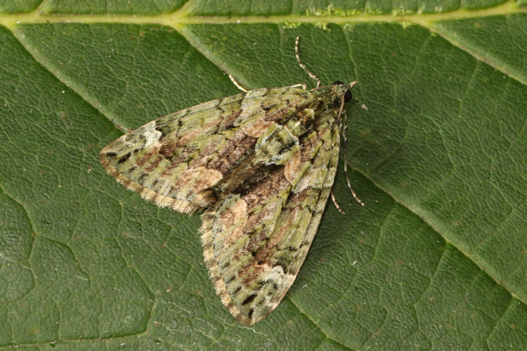 Chloroclysta siterata: Bild 18