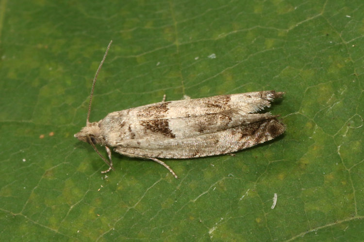 Epinotia ramella: Bild 4