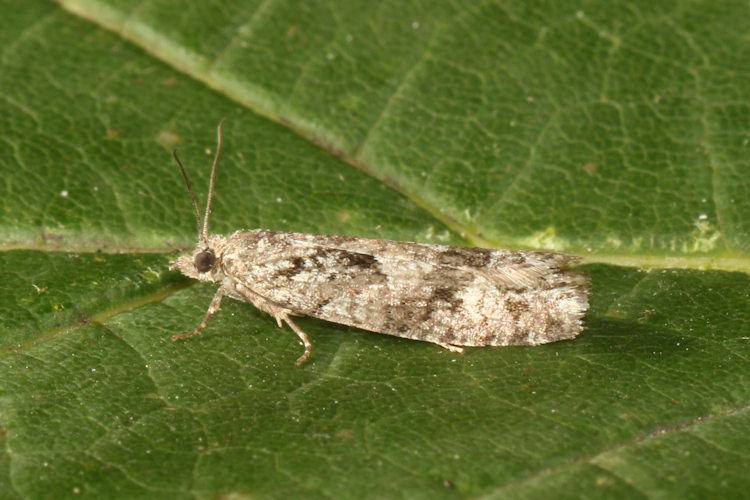 Zeiraphera griseana: Bild 1