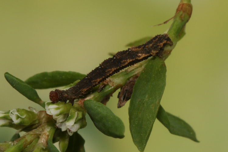 Idaea filicata: Bild 14