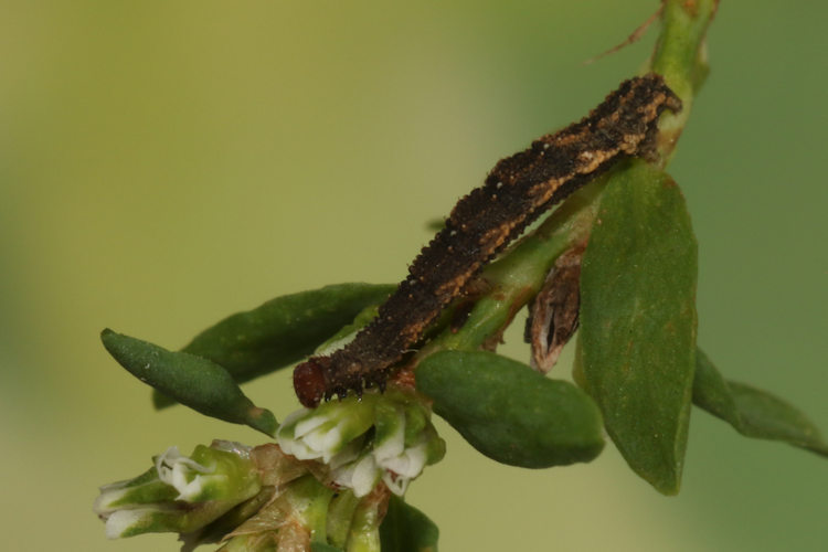 Idaea filicata: Bild 15