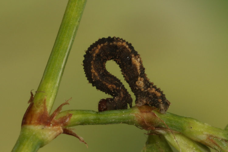 Idaea filicata: Bild 16