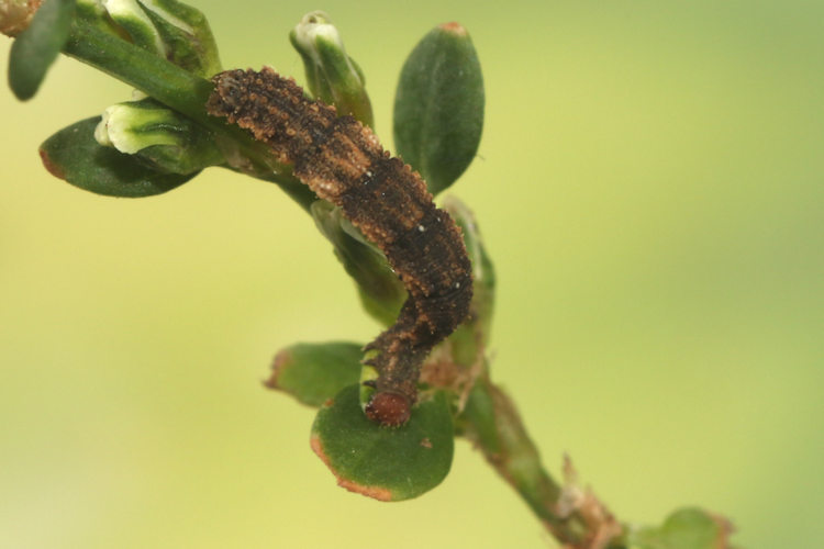 Idaea filicata: Bild 17