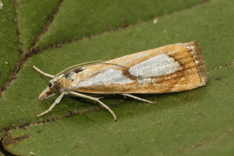 Catoptria pinella: Bild 7