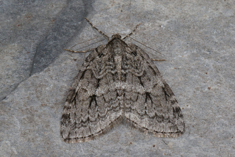 Epirrita christyi: Bild 14