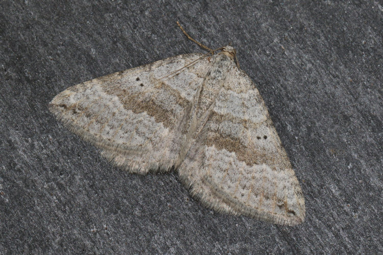 Scotopteryx bipunctaria: Bild 22