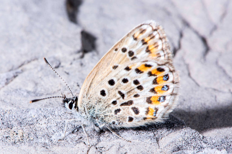Plebejus idas: Bild 22