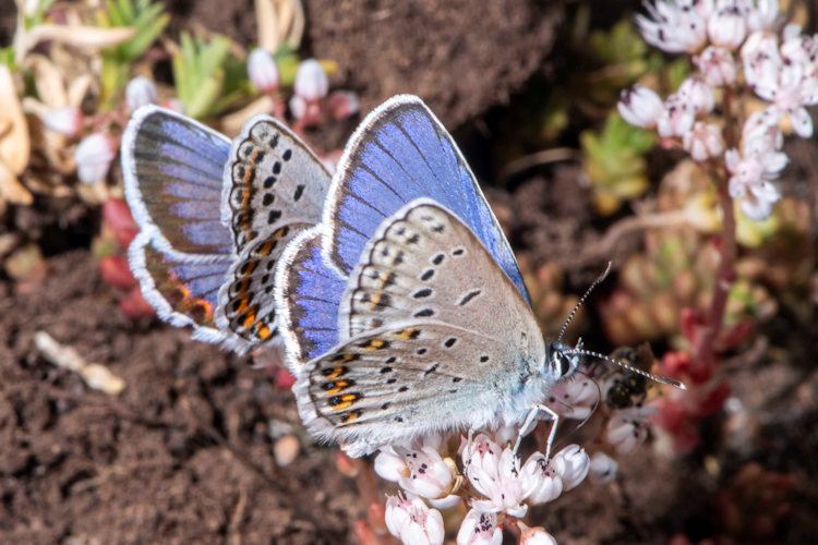 Plebejus idas: Bild 23