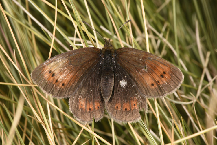 Erebia epiphron pyrenaica: Bild 1