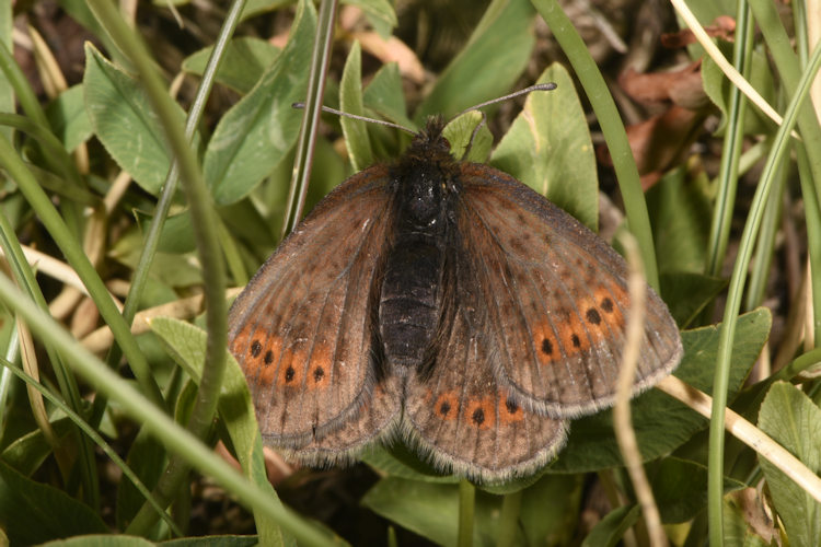 Erebia epiphron pyrenaica: Bild 2