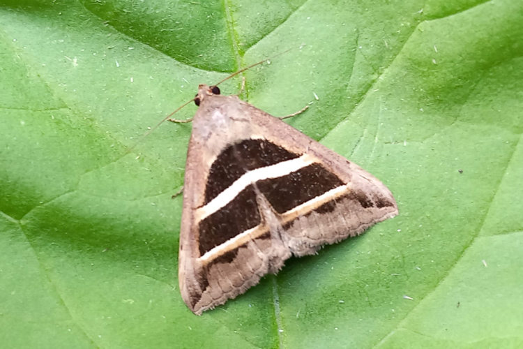 Grammodes bifasciata: Bild 4