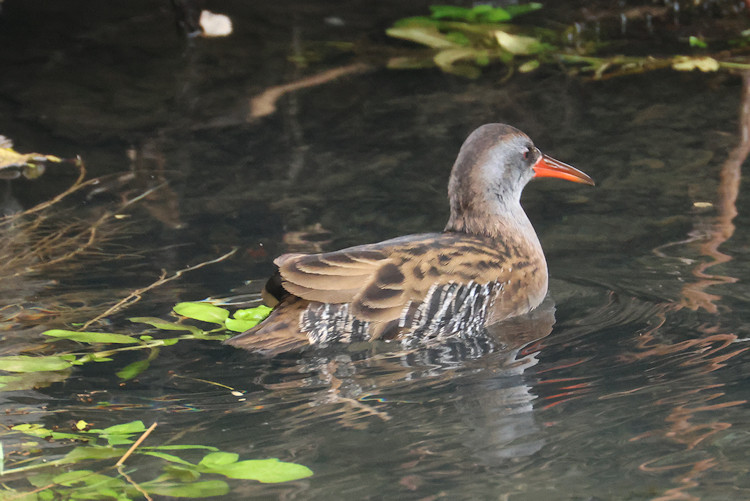 Rallus aquaticus: Bild 1