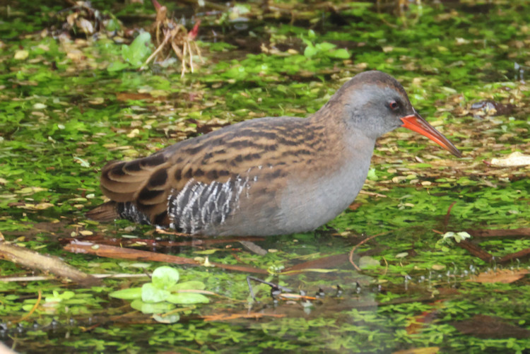 Rallus aquaticus: Bild 2