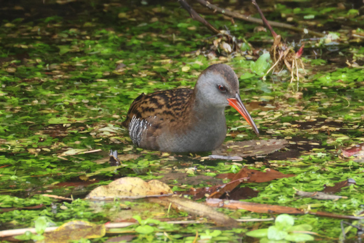 Rallus aquaticus: Bild 3