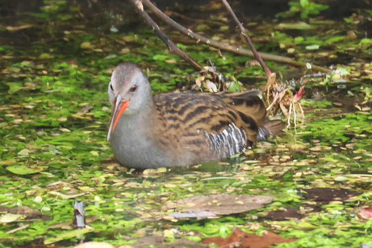 Rallus aquaticus: Bild 4