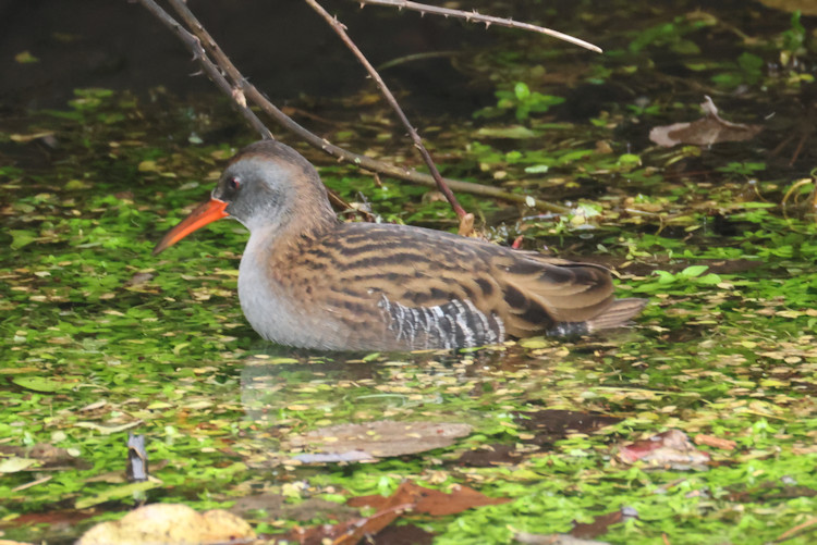 Rallus aquaticus: Bild 5