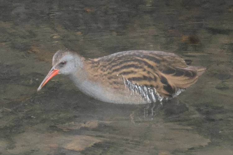 Rallus aquaticus: Bild 6