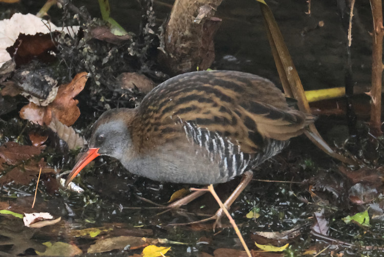 Rallus aquaticus: Bild 8