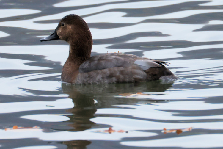 Aythya ferina: Bild 1