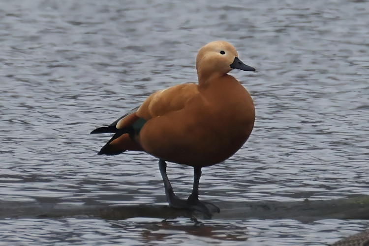 Tadorna ferruginea: Bild 1