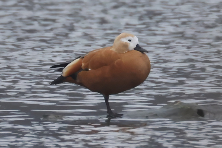 Tadorna ferruginea: Bild 2