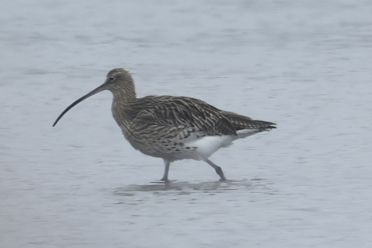 Numenius arquata: Bild 1