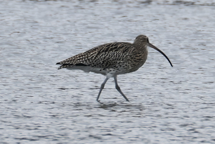 Numenius arquata: Bild 2